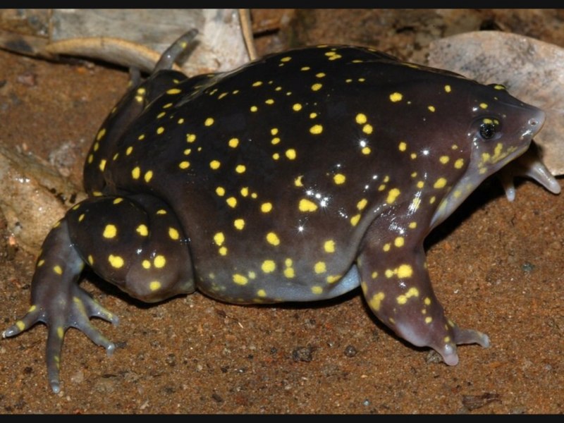 Fejervarya cancrivora