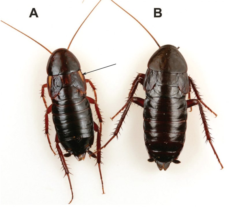 Water Bugs тараканы