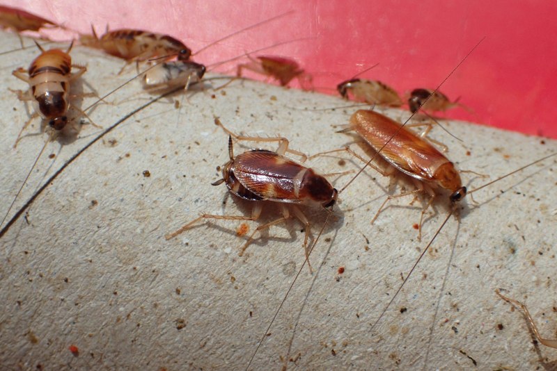 Supella longipalpa (f.) - мебельный таракан
