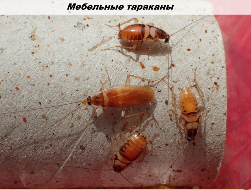 Мебельный таракан (Supella longipalpa).