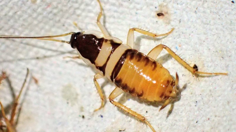 Supella longipalpa