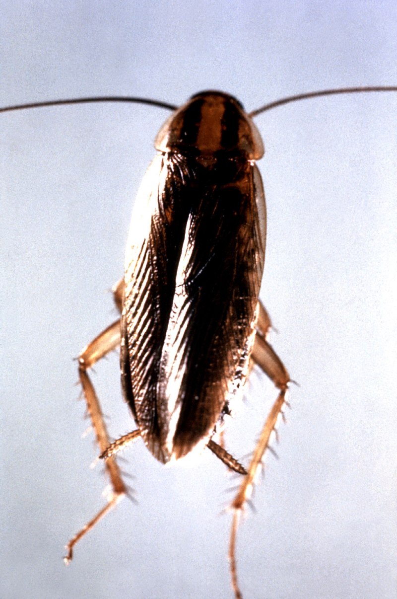 Blattella Germanica отряд
