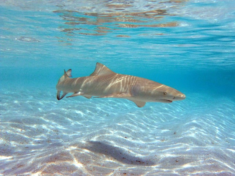 Negaprion brevirostris