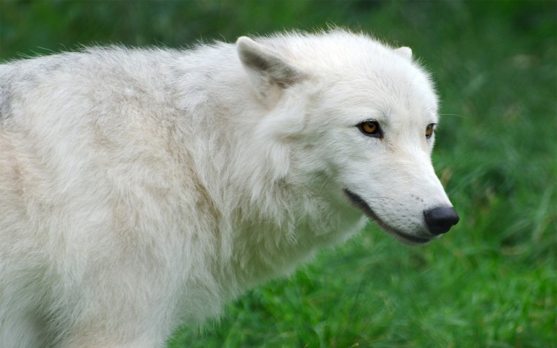 Arctic Wolf (Арктический волк)