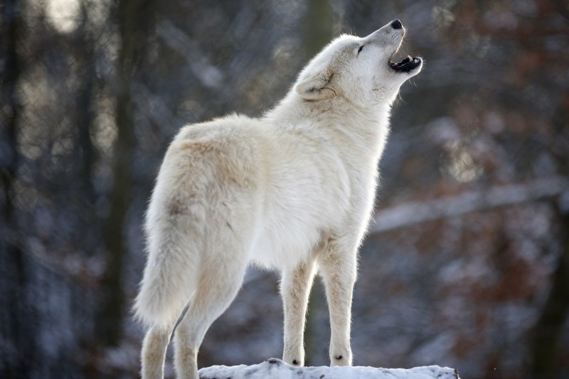 Canis Lupus tundrarum