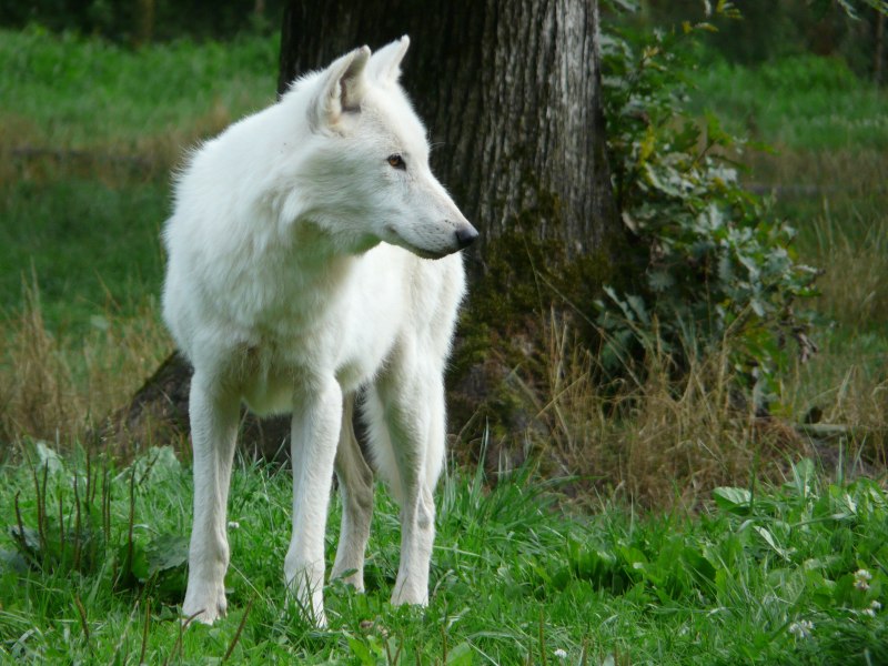 Canis Lupus tundrarum