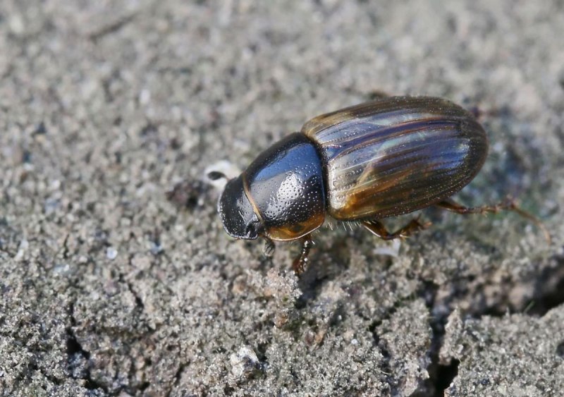 Афодий двупятнистый (Aphodius bimaculatus)