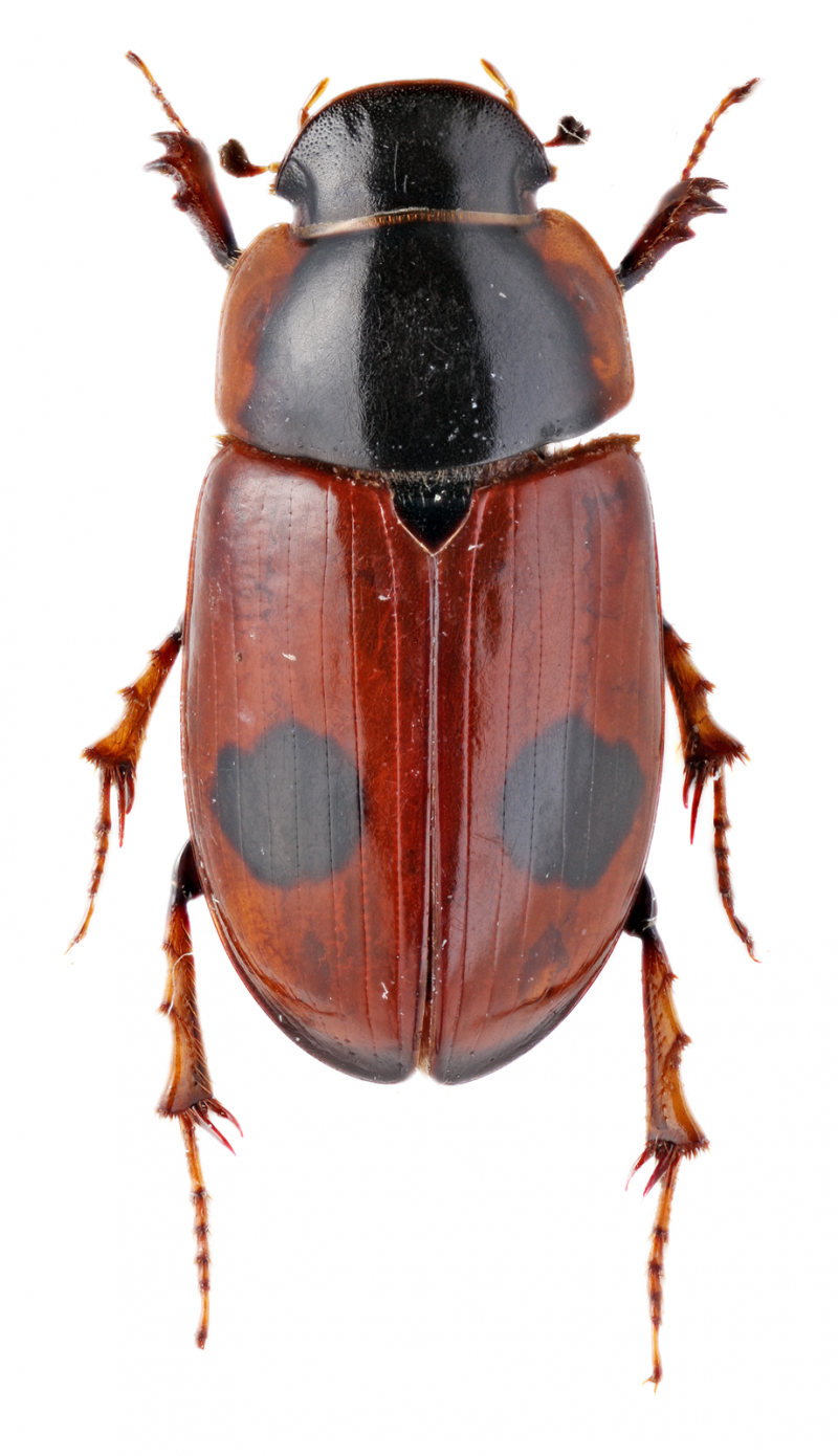 Aphodius pumilio