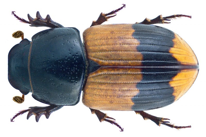 Афодий двупятнистый (Aphodius bimaculatus)