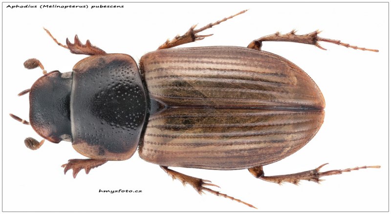 Aphodius (Aphodius) fimetarius (Linnaeus, 1758)