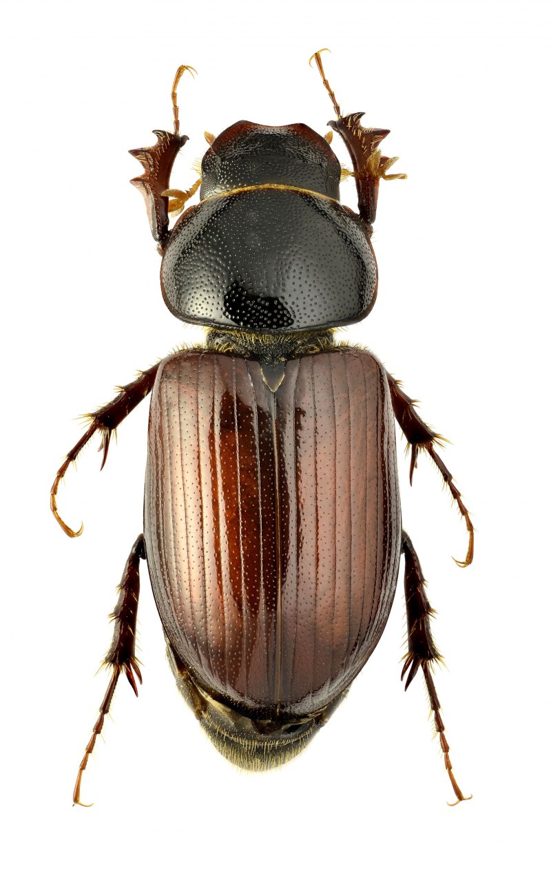 Aphodius (melinopterus) sphacelatus (Panzer, 1798)