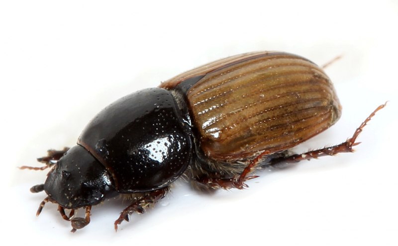 Aphodius erraticus