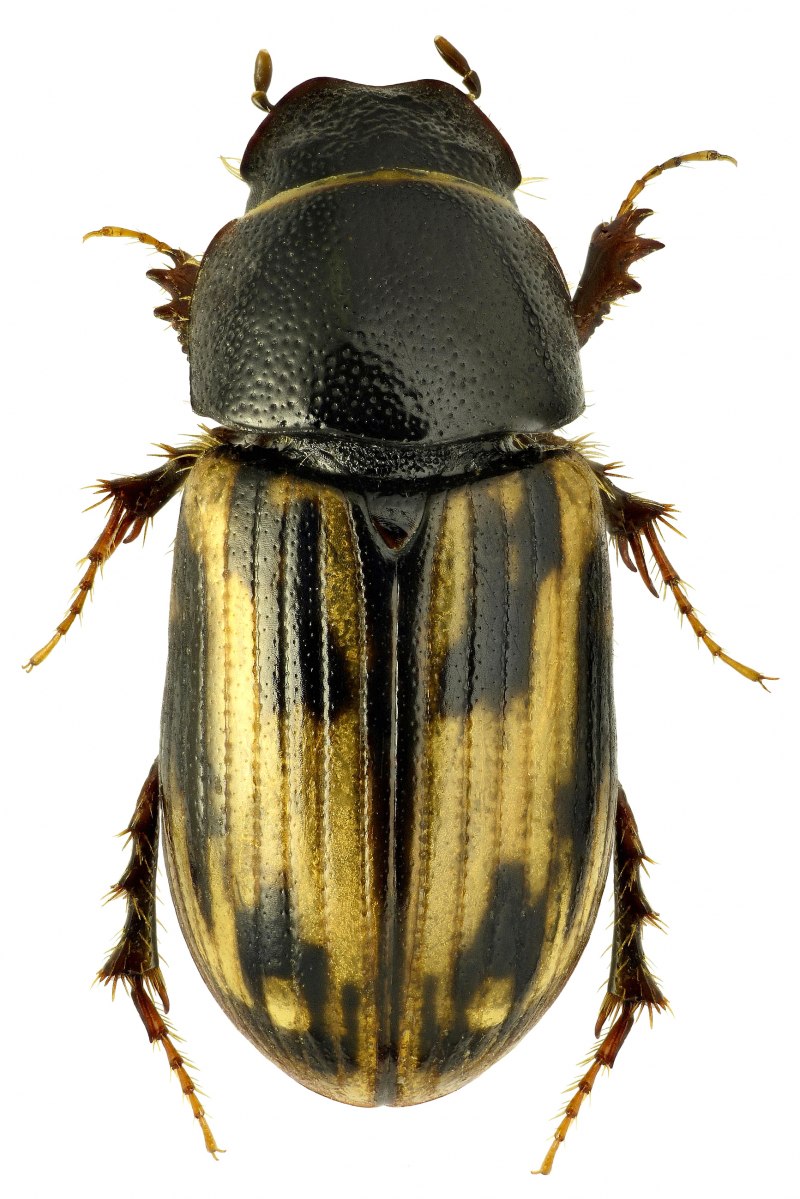 Aphodius (Bodilopsis) sordidus (Fabricius, 1775)