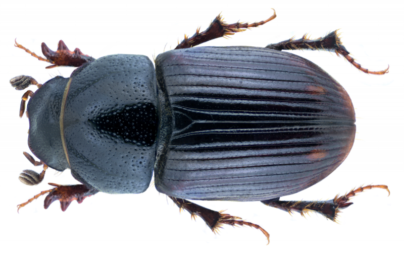 739. Афодий желтоватый – Aphodius (=Acrossus) luridus (Fabricius, 1775)