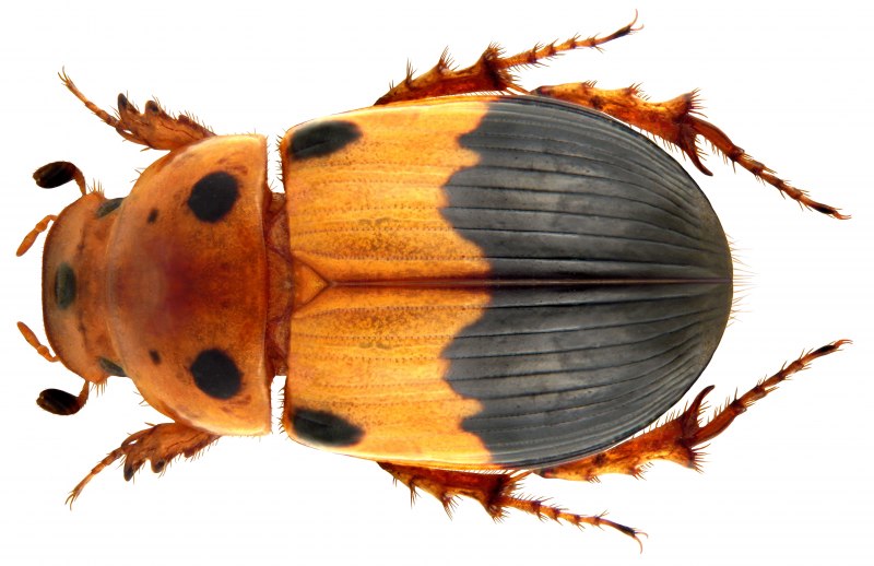 Aphodius (Teuchestes) fossor (Linnaeus, 1758)
