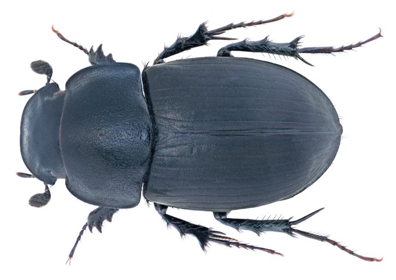 Aphodius (Bodilus) punctipennis Erichson, 1848.