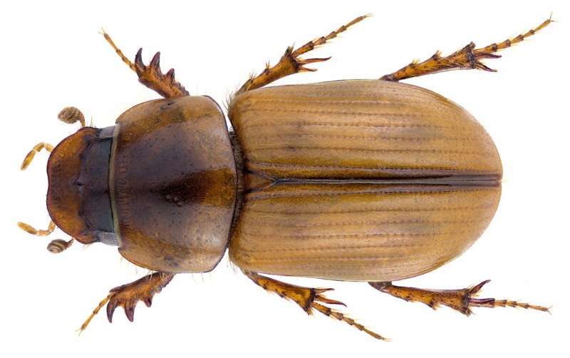 Aphodius fossor