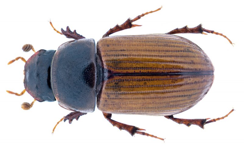 Aphodius (Sinodiapterna) gorodinskiyi Gusakov, 2006