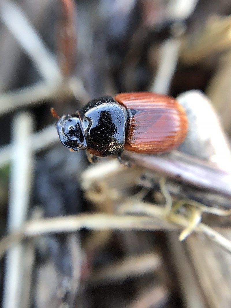 Aphodius sordidus