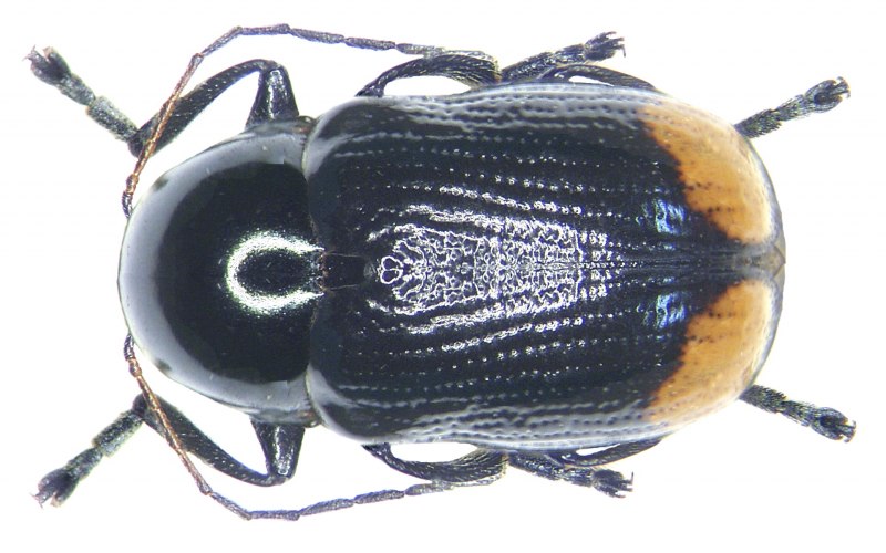 Aphodius (Aphodius) pedellus (de Geer, 1774)