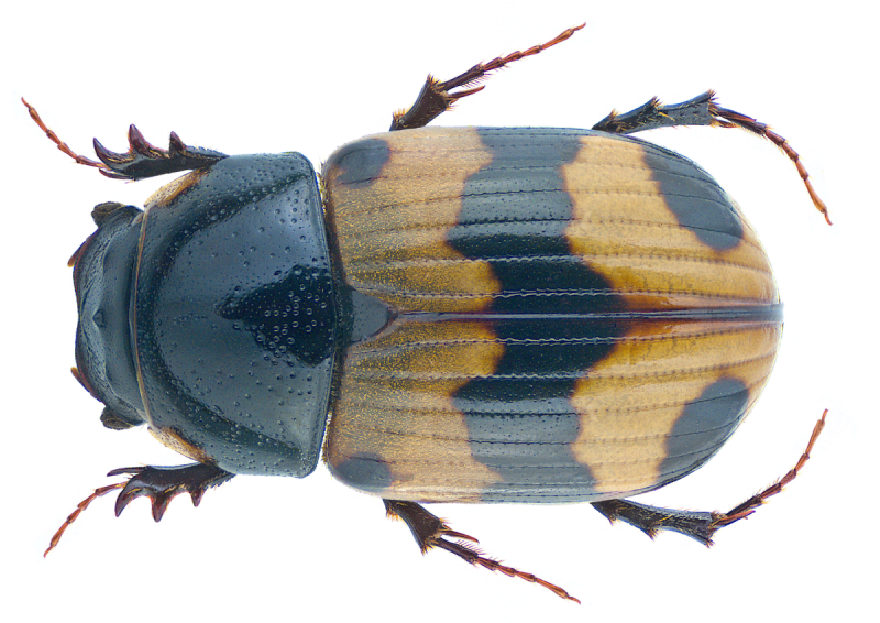 Aphodius (Gilletianus) comatus a. Schmidt, 1920