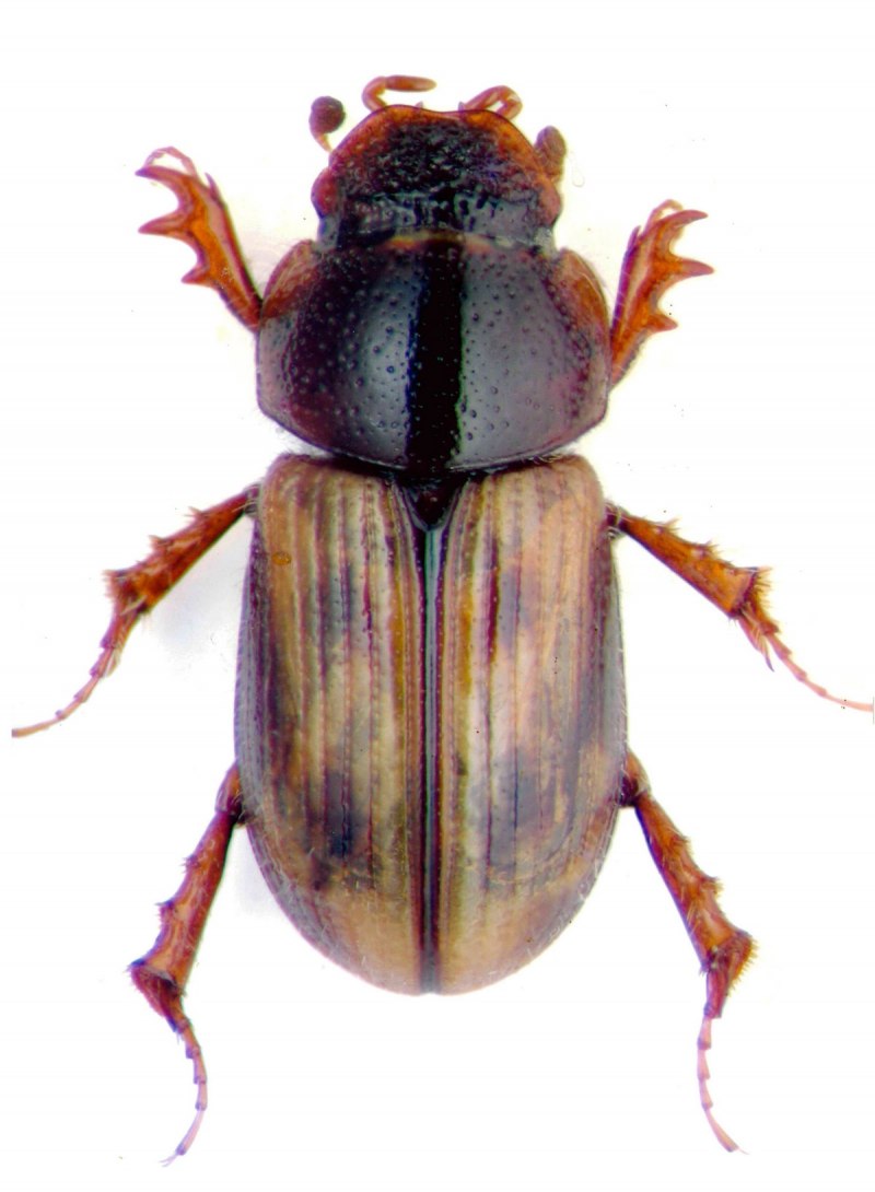 Aphodius pumilio