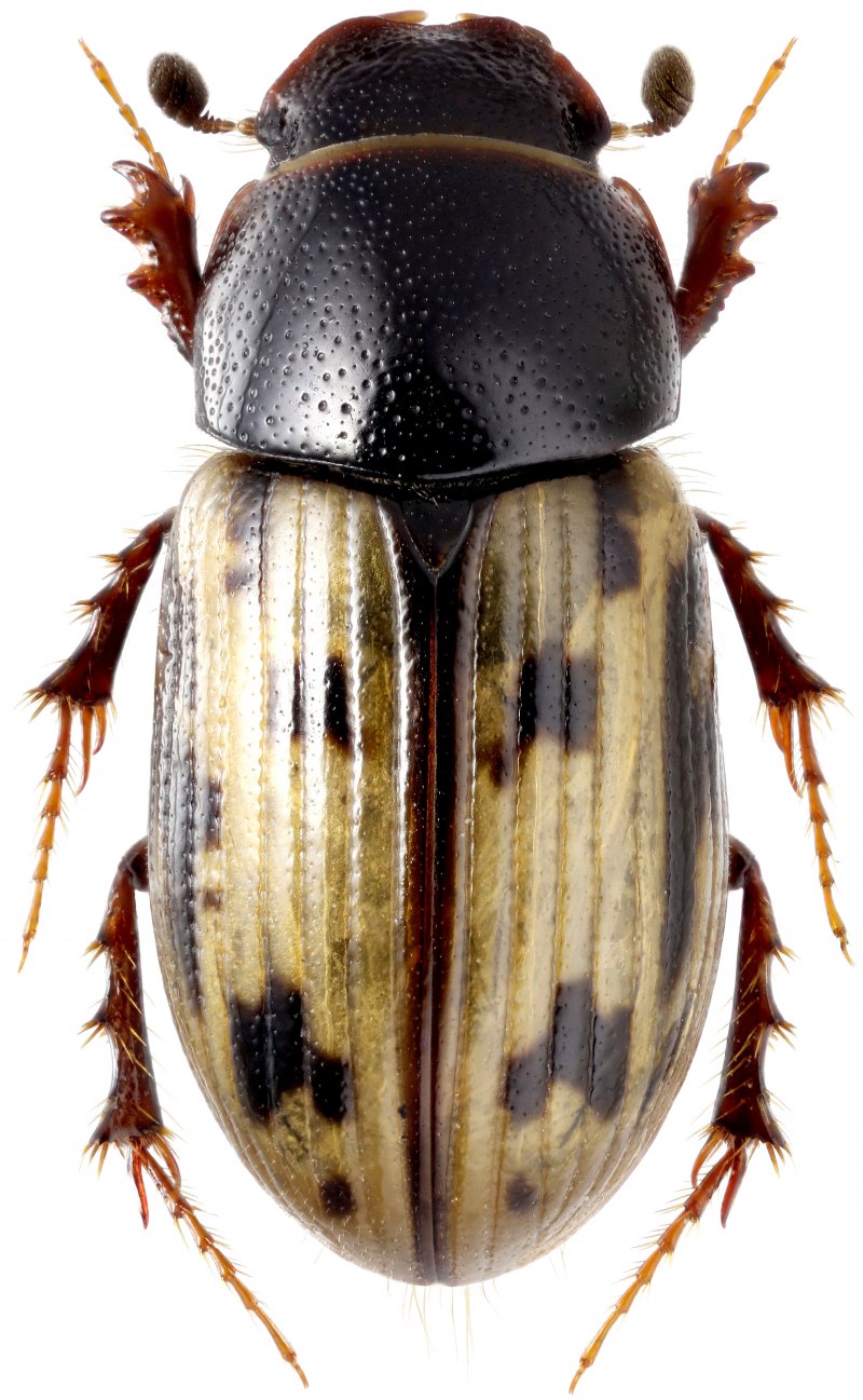 Aphodius (Agrilinus) fasciatus (Olivier, 1789)