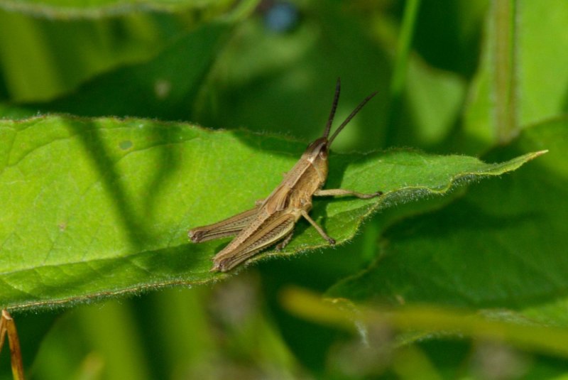 Eumodicogryllus bordigalensis