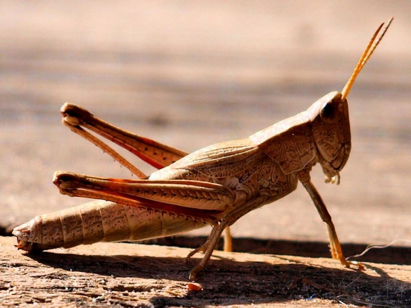 Gryllus Campestris