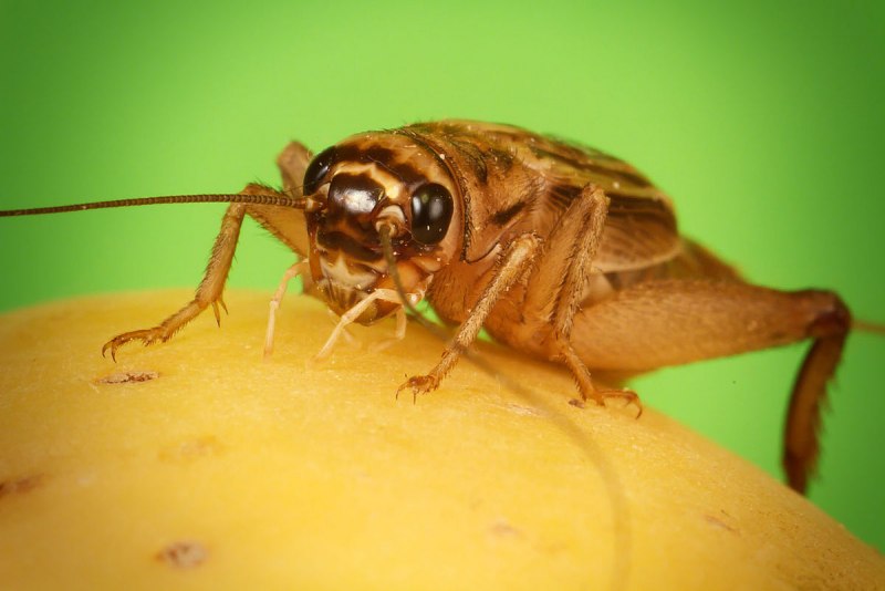 Gryllus Campestris