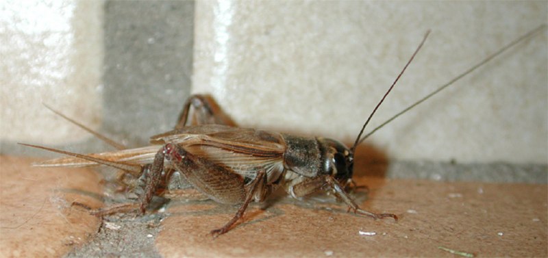 Банановый сверчок (Gryllus assimilis)