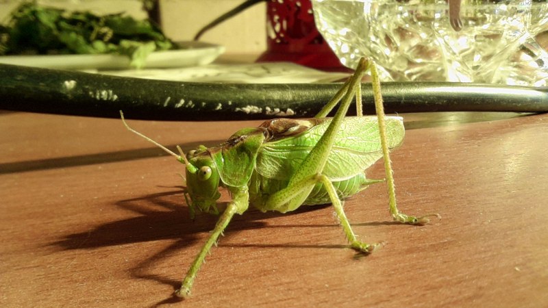Acheta domesticus домовый сверчок