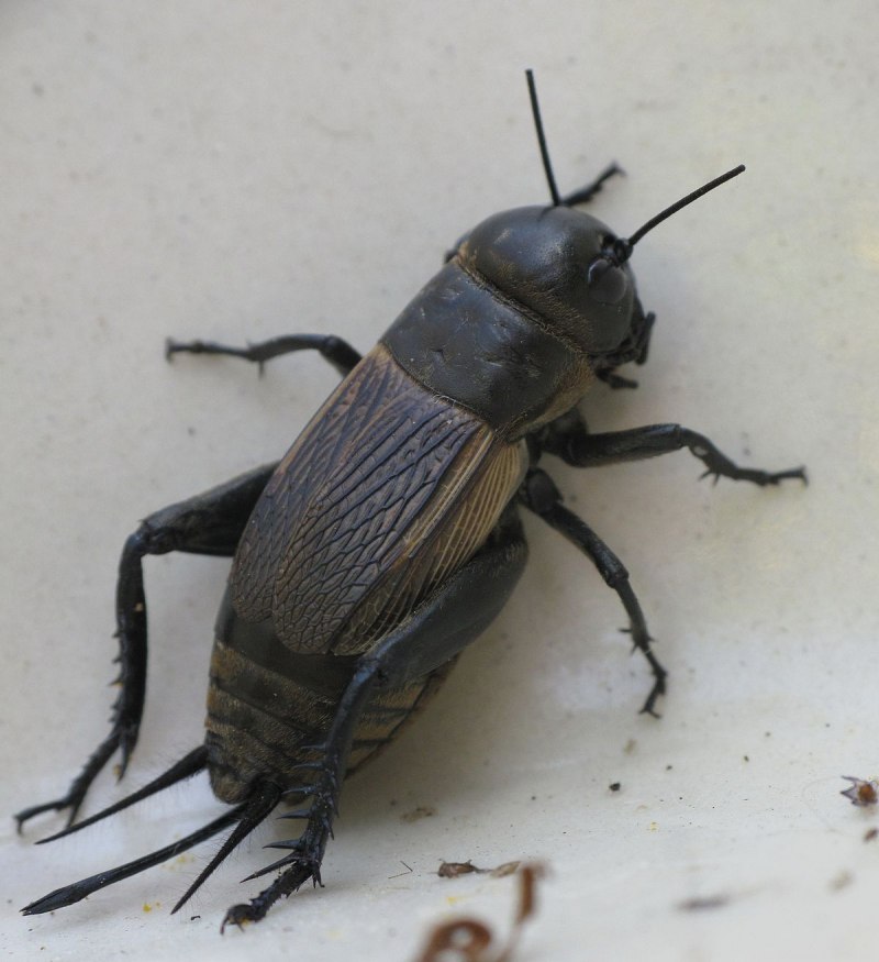 Acheta domesticus домовый сверчок