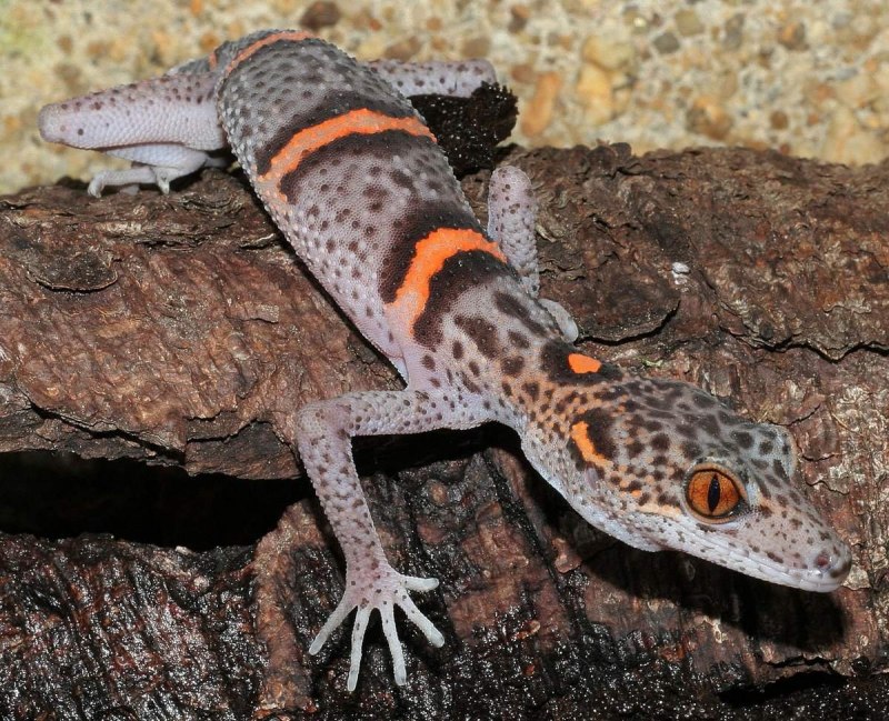 Coleonyx mitratus