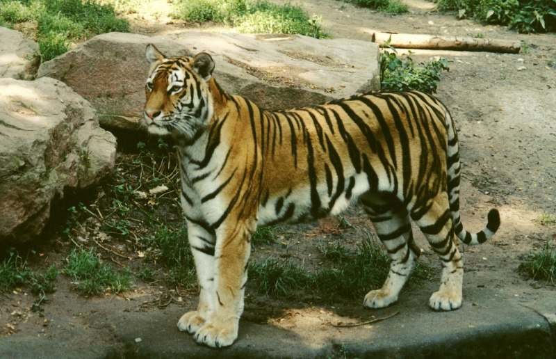 Тайгер бенгальский