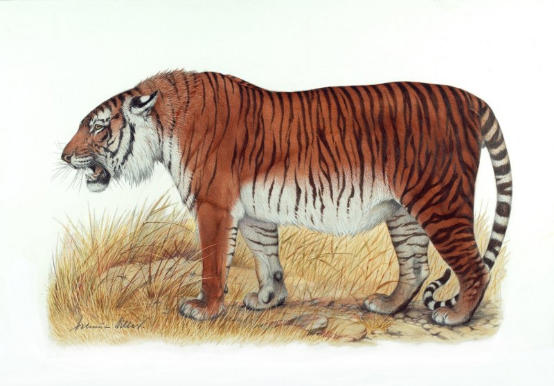 Каспийский тигр (70 фото)