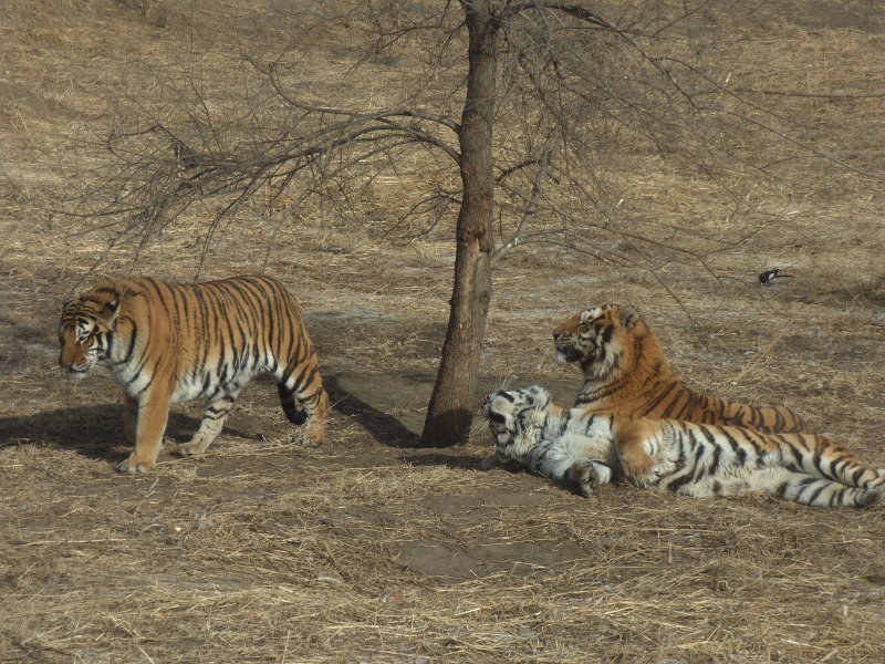 Туранский тигр WWF
