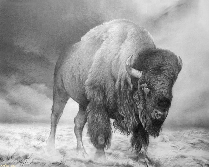 Bison в стиле