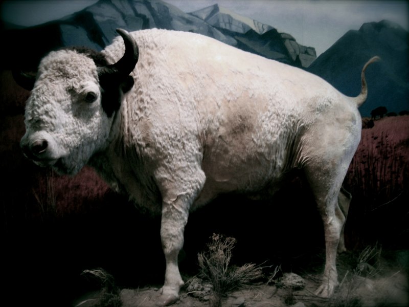 Белый буйвол/Бизон (the White Buffalo) (1977)