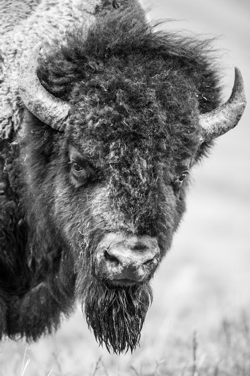 Yak in Belgrad Zoo