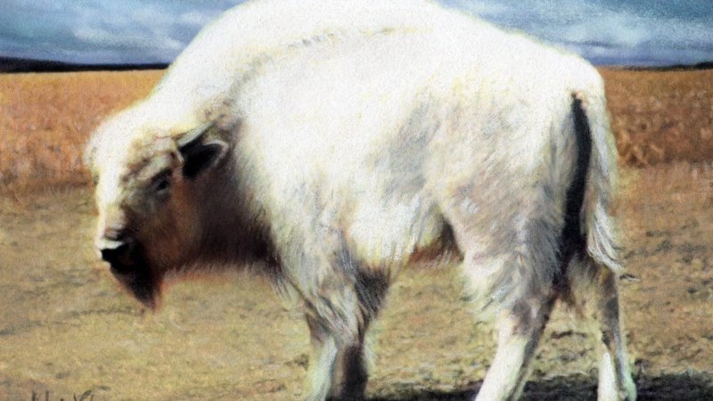 Американский Бизон альбинос