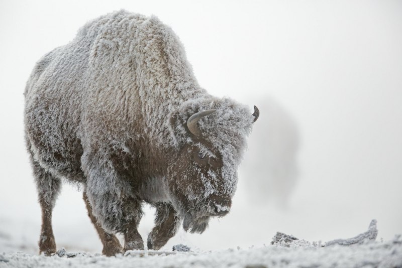 Bison Bison athabascae