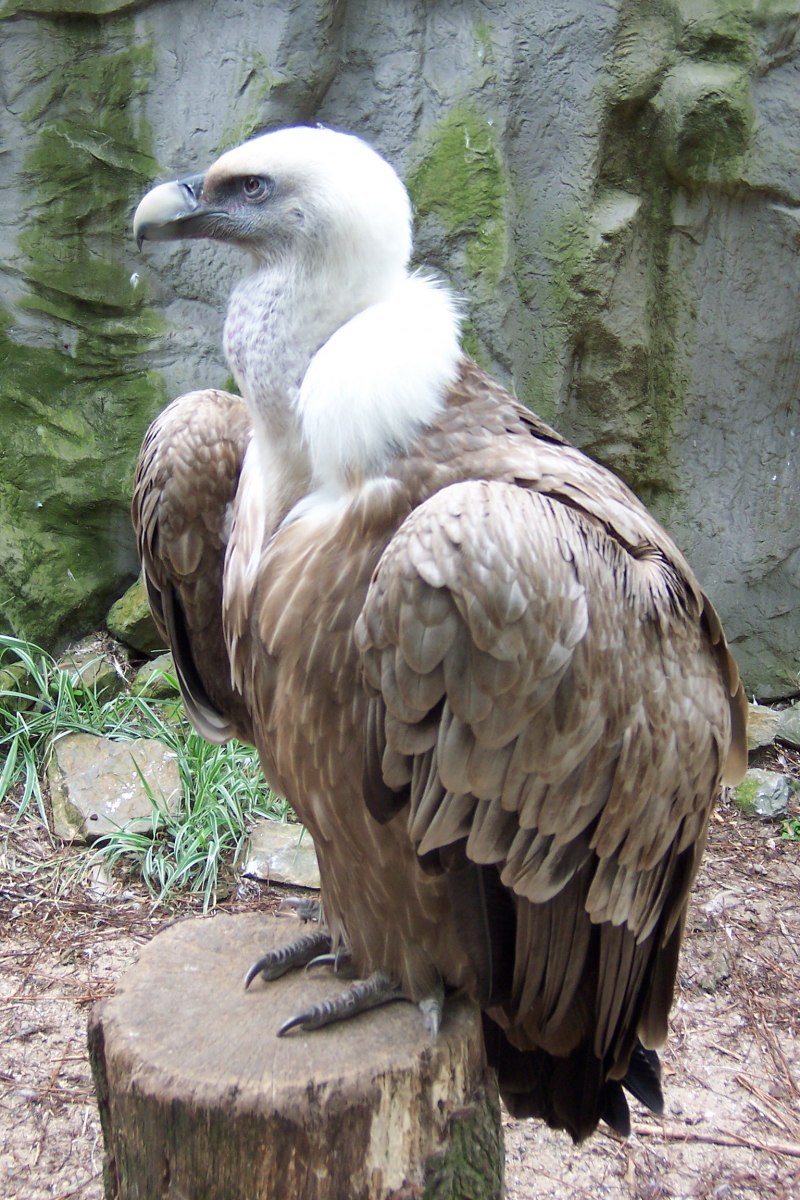 Gyps fulvus белоголовый СИП