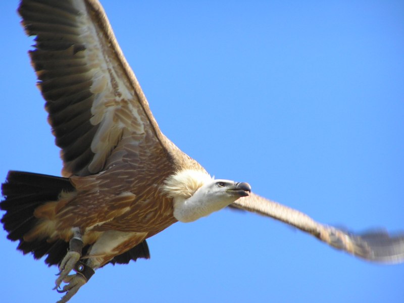 Gyps fulvus белоголовый СИП