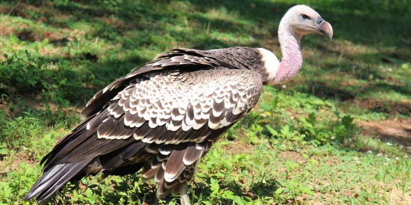 Ruppell's Vulture