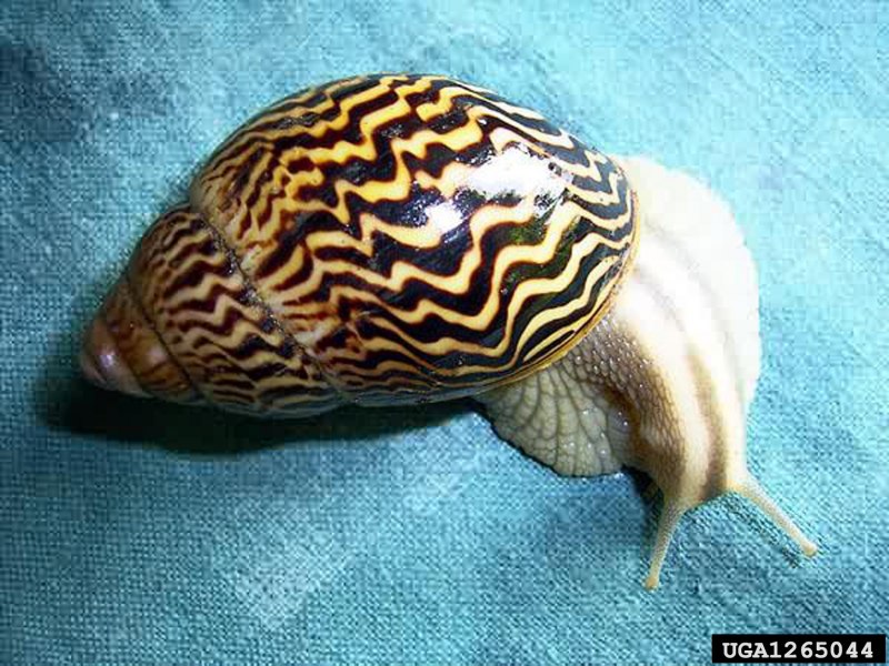 Улитка зеленая торпеда Cipangopaludina leucythoides