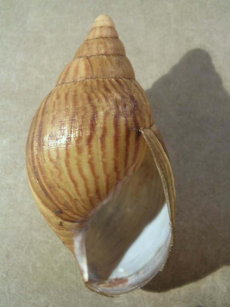 Улитка cochlea