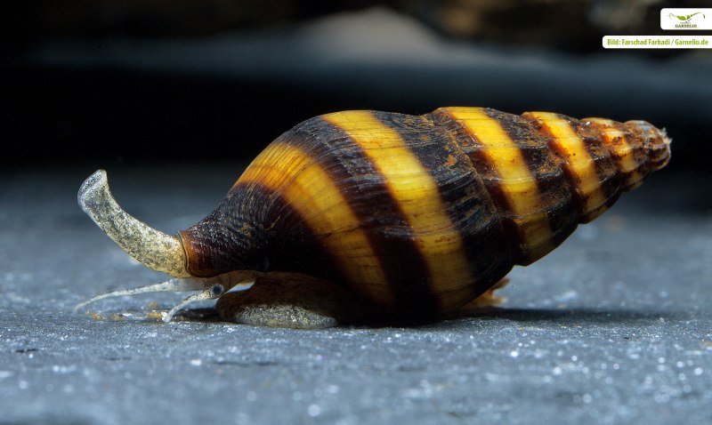Физа пузырчатая Physa fontinalis