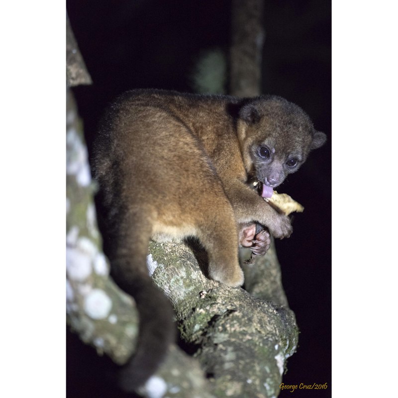 Кинкажу (potos flavus),