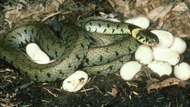 Гадюка живородящая змея (66 фото)